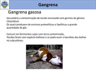 Gangrena
Gangrena gasosa
Secundária a contaminação do tecido necrosado com germes do gênero
Clostridium
Os quais produzem de enzimas proteolíticas e lipolíticas e grande
quantidade de gás.
Comum em ferimentos sujos com terra contaminada,
Tecidos ficam com aspécto bolhoso e se pode ouvir o barulhos das bolhas
no subcutâneo.
 