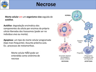 Necrose
Morte celular em um organismo vivo seguida de
autólise.
Autólise: degradação enzimática dos
componentes da célula por enzimas da própria
célula liberadas dos lisossomos (pode ser no
indivíduo vivo ou morto).
Apoptose: um tipo de morte celular programada
(tipo mais frequente). Assunto próxima aula.
Ex.: processos de metamorfose.
Morte celular NÃO pode ser
entendida como sinônimo de
necrose
 