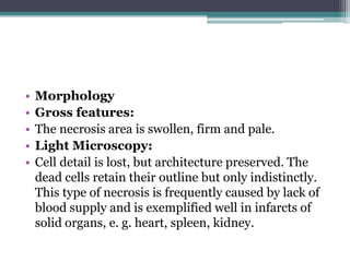 • Morphology
• Gross features:
• The necrosis area is swollen, firm and pale.
• Light Microscopy:
• Cell detail is lost, but architecture preserved. The
dead cells retain their outline but only indistinctly.
This type of necrosis is frequently caused by lack of
blood supply and is exemplified well in infarcts of
solid organs, e. g. heart, spleen, kidney.
 