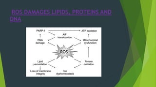 ROS DAMAGES LIPIDS, PROTEINS AND
DNA
 