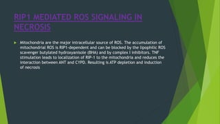 RIP1 MEDIATED ROS SIGNALING IN
NECROSIS
 Mitochondria are the major intracellular source of ROS. The accumulation of
mitochondrial ROS is RIP1-dependent and can be blocked by the lipophilic ROS
scavenger butylated hydroxyanisole (BHA) and by complex I inhibitors. TNF
stimulation leads to localization of RIP-1 to the mitochondria and reduces the
interaction between ANT and CYPD. Resulting is ATP depletion and induction
of necrosis
 