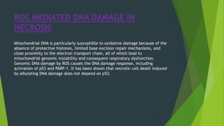 ROS MEDIATED DNA DAMAGE IN
NECROSIS
Mitochondrial DNA is particularly susceptible to oxidative damage because of the
absence of protective histones, limited base excision repair mechanisms, and
close proximity to the electron transport chain, all of which lead to
mitochondrial genomic instability and consequent respiratory dysfunction.
Genomic DNA damage by ROS causes the DNA damage response, including
activation of p53 and PARP-1. It has been shown that necrotic cell death induced
by alkylating DNA damage does not depend on p53.
 