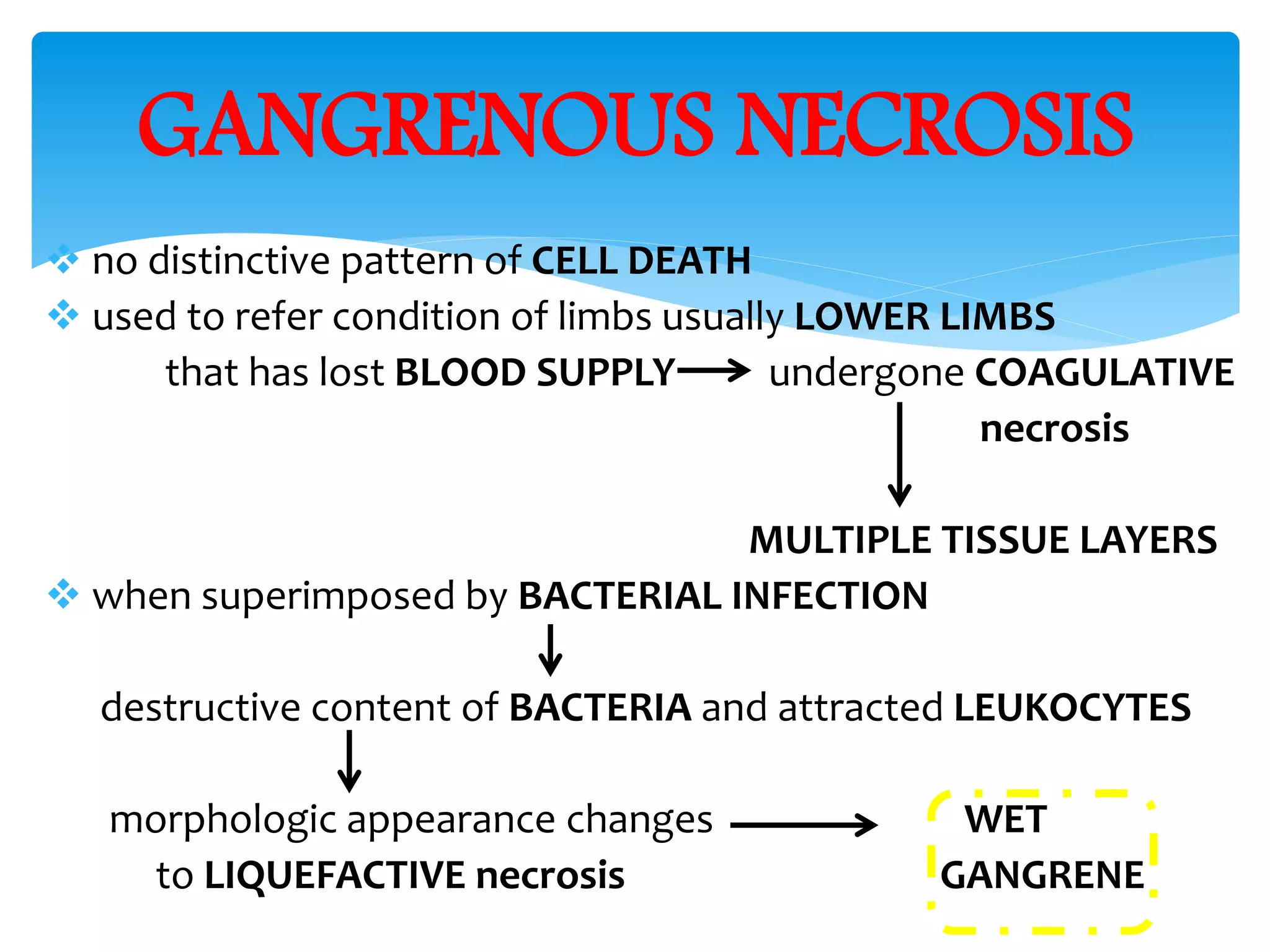  no distinctive pattern of CELL DEATH
 used to refer condition of limbs usually LOWER LIMBS
that has lost BLOOD SUPPLY undergone COAGULATIVE
necrosis
MULTIPLE TISSUE LAYERS
 when superimposed by BACTERIAL INFECTION
destructive content of BACTERIA and attracted LEUKOCYTES
morphologic appearance changes WET
to LIQUEFACTIVE necrosis GANGRENE
GANGRENOUS NECROSIS
 