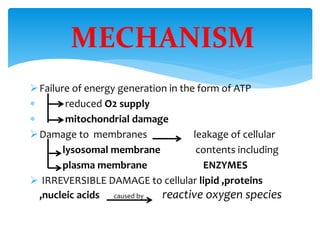 Failure of energy generation in the form of ATP
 reduced O2 supply
 mitochondrial damage
Damage to membranes leakage of cellular
lysosomal membrane contents including
plasma membrane ENZYMES
 IRREVERSIBLE DAMAGE to cellular lipid ,proteins
,nucleic acids caused by reactive oxygen species
MECHANISM
 