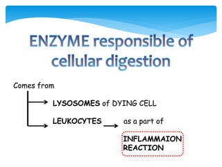 Comes from
LYSOSOMES of DYING CELL
LEUKOCYTES as a part of
INFLAMMAION
REACTION
 
