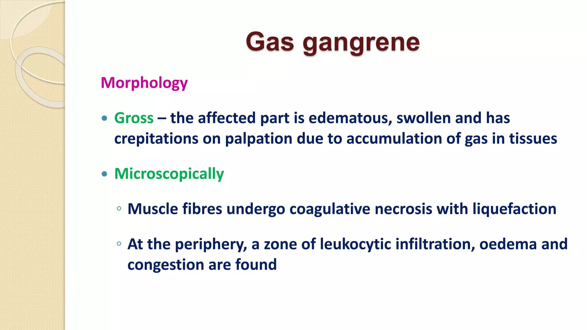 Gas gangrene
Morphology
 Gross – the affected part is edematous, swollen and has
crepitations on palpation due to accumulation of gas in tissues
 Microscopically
◦ Muscle fibres undergo coagulative necrosis with liquefaction
◦ At the periphery, a zone of leukocytic infiltration, oedema and
congestion are found
 