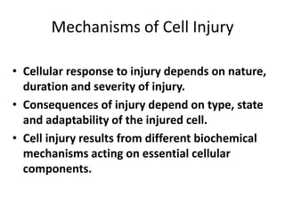 Mechanisms of Cell Injury
• Cellular response to injury depends on nature,
duration and severity of injury.
• Consequences of injury depend on type, state
and adaptability of the injured cell.
• Cell injury results from different biochemical
mechanisms acting on essential cellular
components.
 