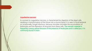 Liquefactive necrosis:
In contrast to coagulative necrosis, is characterized by digestion of the dead cells,
resulting in transformation of the tissue into a viscous liquid. It is seen in focal bacterial
or, occasionally, fungal infections, because microbes stimulate the accumulation of
leukocytes and the liberation of enzymes from these cells. The necrotic material is
frequently creamy yellow because of the presence of leukocytes and is called pus, it is
commonly found in brain.
 