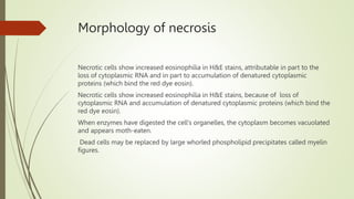 Morphology of necrosis
Necrotic cells show increased eosinophilia in H&E stains, attributable in part to the
loss of cytoplasmic RNA and in part to accumulation of denatured cytoplasmic
proteins (which bind the red dye eosin).
Necrotic cells show increased eosinophilia in H&E stains, because of loss of
cytoplasmic RNA and accumulation of denatured cytoplasmic proteins (which bind the
red dye eosin).
When enzymes have digested the cell’s organelles, the cytoplasm becomes vacuolated
and appears moth-eaten.
Dead cells may be replaced by large whorled phospholipid precipitates called myelin
figures.
 