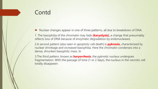 Contd
 Nuclear changes appear in one of three patterns, all due to breakdown of DNA.
1. The basophilia of the chromatin may fade (karyolysis), a change that presumably
reflects loss of DNA because of enzymatic degradation by endonucleases.
2.A second pattern (also seen in apoptotic cell death) is pyknosis, characterized by
nuclear shrinkage and increased basophilia. Here the chromatin condenses into a
dense, shrunken basophilic mass. In
3.The third pattern, known as karyorrhexis, the pyknotic nucleus undergoes
fragmentation. With the passage of time (1 or 2 days), the nucleus in the necrotic cell
totally disappears
 