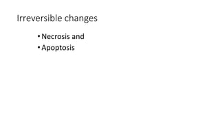 Irreversible changes
•Necrosis and
•Apoptosis
 