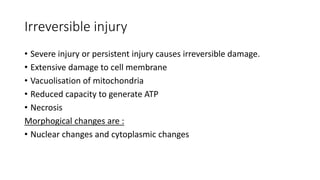 Irreversible injury
• Severe injury or persistent injury causes irreversible damage.
• Extensive damage to cell membrane
• Vacuolisation of mitochondria
• Reduced capacity to generate ATP
• Necrosis
Morphogical changes are :
• Nuclear changes and cytoplasmic changes
 