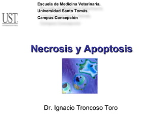 Dr. Ignacio Troncoso Toro Necrosis y Apoptosis Escuela de Medicina Veterinaria. Universidad Santo Tomás. Campus Concepción 