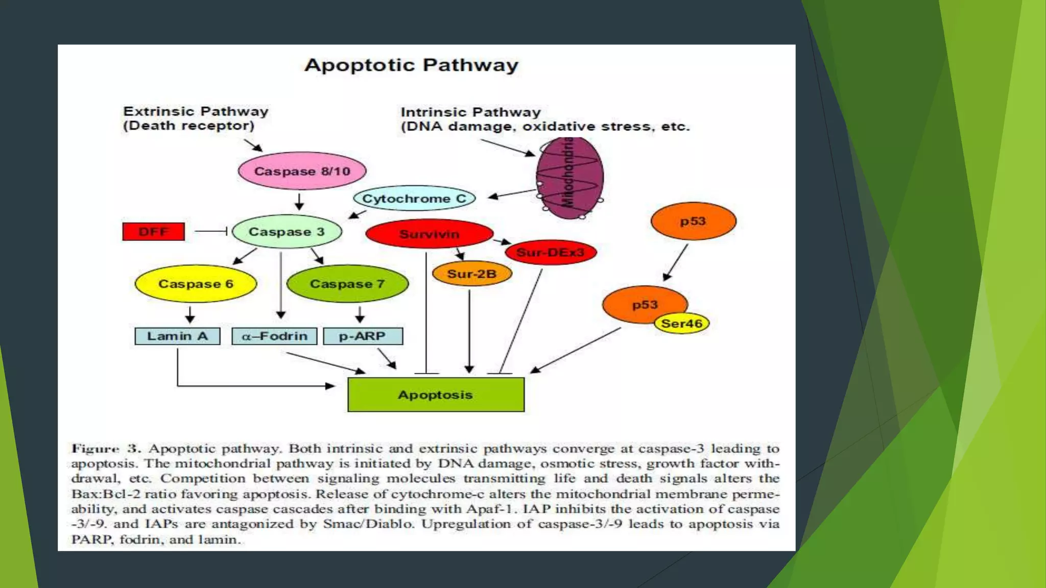 Necrosis and apoptosis | PPTX
