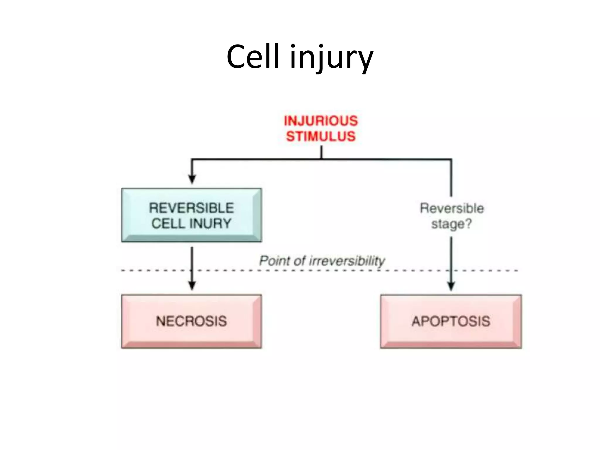 Necrosis and apoptosis | PPTX