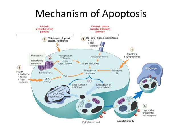 Necrosis and apoptosis Biology Diagrams