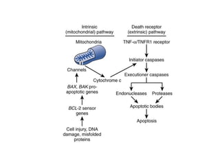 necrosis and apoptosis about cell death.pptx