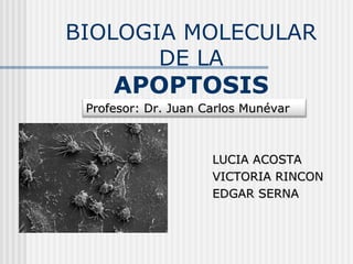 BIOLOGIA MOLECULAR
       DE LA
     APOPTOSIS
 Profesor: Dr. Juan Carlos Munévar



                     LUCIA ACOSTA
                     VICTORIA RINCON
                     EDGAR SERNA
 
