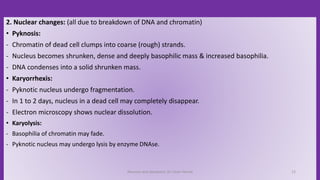 2. Nuclear changes: (all due to breakdown of DNA and chromatin)
• Pyknosis:
- Chromatin of dead cell clumps into coarse (rough) strands.
- Nucleus becomes shrunken, dense and deeply basophilic mass & increased basophilia.
- DNA condenses into a solid shrunken mass.
• Karyorrhexis:
- Pyknotic nucleus undergo fragmentation.
- In 1 to 2 days, nucleus in a dead cell may completely disappear.
- Electron microscopy shows nuclear dissolution.
• Karyolysis:
- Basophilia of chromatin may fade.
- Pyknotic nucleus may undergo lysis by enzyme DNAse.
Necrosis and Apoptosis: Dr Umar Hamid 12
 