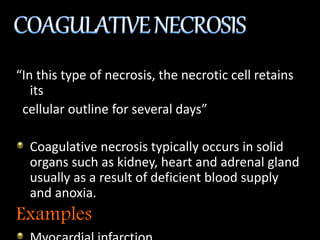 “In this type of necrosis, the necrotic cell retains
its
cellular outline for several days”
Coagulative necrosis typically occurs in solid
organs such as kidney, heart and adrenal gland
usually as a result of deficient blood supply
and anoxia.
Examples
 