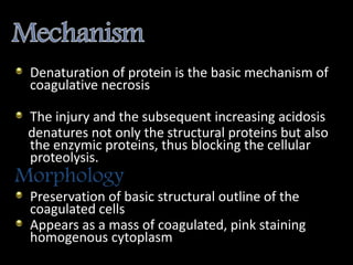Denaturation of protein is the basic mechanism of
coagulative necrosis
The injury and the subsequent increasing acidosis
denatures not only the structural proteins but also
the enzymic proteins, thus blocking the cellular
proteolysis.
Morphology
Preservation of basic structural outline of the
coagulated cells
Appears as a mass of coagulated, pink staining
homogenous cytoplasm
 