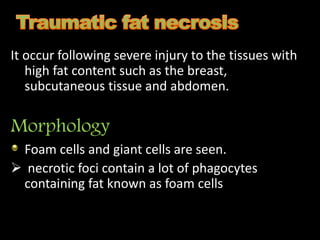 It occur following severe injury to the tissues with
high fat content such as the breast,
subcutaneous tissue and abdomen.
Morphology
Foam cells and giant cells are seen.
 necrotic foci contain a lot of phagocytes
containing fat known as foam cells
 