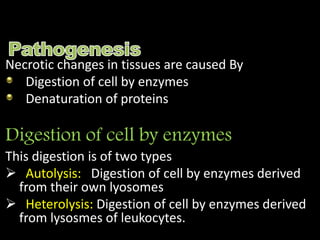 Necrotic changes in tissues are caused By
Digestion of cell by enzymes
Denaturation of proteins
Digestion of cell by enzymes
This digestion is of two types
 Autolysis: Digestion of cell by enzymes derived
from their own lyosomes
 Heterolysis: Digestion of cell by enzymes derived
from lysosmes of leukocytes.
 