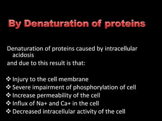 Denaturation of proteins caused by intracellular
acidosis
and due to this result is that:
Injury to the cell membrane
Severe impairment of phosphorylation of cell
Increase permeability of the cell
Influx of Na+ and Ca+ in the cell
Decreased intracellular activity of the cell
 