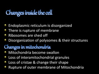 Endoplasmic reticulum is disorganized
There is rupture of membrane
Ribosomes are shed off
Disorganization of polysomes & their structures
Mitochondria become swallon
Loss of interamitochondrial granules
Loss of cristae & change their shape
Rupture of outer membrane of Mitochondria
 