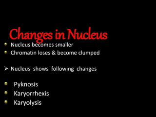 Nucleus becomes smaller
Chromatin loses & become clumped
 Nucleus shows following changes
Pyknosis
Karyorrhexis
Karyolysis
 