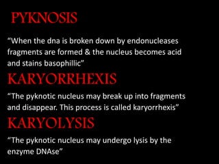 PYKNOSIS
“When the dna is broken down by endonucleases
fragments are formed & the nucleus becomes acid
and stains basophillic”
KARYORRHEXIS
“The pyknotic nucleus may break up into fragments
and disappear. This process is called karyorrhexis”
KARYOLYSIS
“The pyknotic nucleus may undergo lysis by the
enzyme DNAse”
 