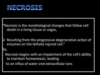“Necrosis is the morphological changes that follow cell
death in a living tissue or organ,
 Resulting from the progressive degenerative action of
enzymes on the lethally injured cell.”
So,
Necrosis begins with an impairment of the cell’s ability
to maintain homeostasis, leading
to an influx of water and extracellular ions
 