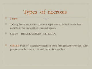 Types of necrosis
 5 types.
 1)Coagulative necrosis---common type. caused by ischaemia. less
commonly by bacterial or chemical agents.
 Organs—HEART,KIDNEY & SPLEEN.
 GROSS: Focii of coagulative necrosis ;pale firm &slightly swollen. With
progression, becomes yellowish softer & shrunken .
 
