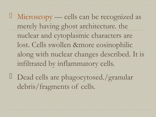  Microscopy — cells can be recognized as
merely having ghost architecture. the
nuclear and cytoplasmic characters are
lost. Cells swollen &more eosinophilic
along with nuclear changes described. It is
infiltrated by inflammatory cells.
 Dead cells are phagocytosed./granular
debris/fragments of cells.
 