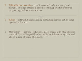 2)Liquifactive necrosis--- combination of ischemic injury and
bacterial or fungal infection. action of strong powerful hydrolytic
enzymes. eg; infarct brain, abscess.
 Gross— soft with liquefied centre containing necrotic debris. Later
cyst wall is formed.
 Microscopy— necrotic cell debris/macrophages with phagocytosed
material. Cyst wall—proliferating capillaries, inflammatory cells, and
gliosis in case of brain. fibroblasts.
 
