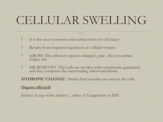 CELLULAR SWELLING
 It is the most common and earliest form of cell injury .
 Results from impaired regulation of cellular volume
 GROSS: The affected organ is enlarged , pale , the cut surface
bulges out .
 MICROSCOPY :The cells are swollen with cytoplasmic granularity
and they compress the surrounding microvasculature.
HYDROPIC CHANGE : Small clear vacuoles are seen in the cells
Organs affected:
Kidney (Large white kidney ) , islets of Langerhans in DM
 