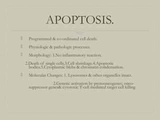APOPTOSIS.
 Programmed & co-ordinated cell death.
 Physiologic & pathologic processes.
 Morphology: 1.No inflammatory reaction.
2.Death of single cells.3.Cell shrinkage.4.Apoptotic
bodies.5.Cytoplasmic blebs & chromatin condensation.
 Molecular Changes: 1. Lysosomes & other organelles intact.
2.Genetic activation by protooncogenes; onco-
suppressor genes& cytotoxic T-cell mediated target cell killing
 