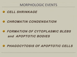 CELL SHRINKAGE
CHROMATIN CONDENSATION
FORMATION OF CYTOPLASMIC BLEBS
and APOPTOTIC BODIES
PHAGOCYTOSIS OF APOPTOTIC CELLS
MORPHOLOGIC EVENTS
 