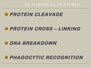 PROTEIN CLEAVAGE
PROTEIN CROSS – LINKING
DNA BREAKDOWN
PHAGOCYTIC RECOGNITION
BIOCHEMICAL FEATURES
 
