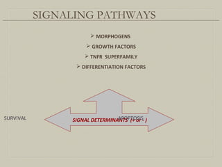 SIGNALING PATHWAYS
 MORPHOGENS
 GROWTH FACTORS
 TNFR SUPERFAMILY
 DIFFERENTIATION FACTORS
SIGNAL DETERMINANTS (+ or - )SURVIVAL APOPTOSIS
 
