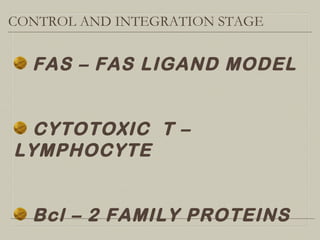 CONTROL AND INTEGRATION STAGE
FAS – FAS LIGAND MODEL
CYTOTOXIC T –
LYMPHOCYTE
Bcl – 2 FAMILY PROTEINS
 