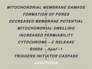 MITOCHONDRIAL MEMBRANE DAMAGE
FORMATION OF PORES
DECREASED MEMBRANE POTENTIAL
MITOCHONDRIAL SWELLING
INCREASED PERMIABILITY
CYTOCHROME – C RELEASE
BINDS - Apaf –1
TRIGGERS INITIATOR CASPASE
APOPTOSIS
 