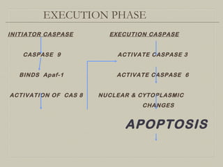 EXECUTION PHASE
INITIATOR CASPASE EXECUTION CASPASE
CASPASE 9 ACTIVATE CASPASE 3
BINDS Apaf-1 ACTIVATE CASPASE 6
ACTIVATION OF CAS 8 NUCLEAR & CYTOPLASMIC
CHANGES
APOPTOSIS
 
