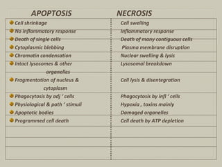 APOPTOSIS NECROSIS
Cell shrinkage Cell swelling
No inflammatory response Inflammatory response
Death of single cells Death of many contiguous cells
Cytoplasmic blebbing Plasma membrane disruption
Chromatin condensation Nuclear swelling & lysis
Intact lysosomes & other Lysosomal breakdown
organelles
Fragmentation of nucleus & Cell lysis & disentegration
cytoplasm
Phagocytosis by adj ‘ cells Phagocytosis by infl ‘ cells
Physiological & path ‘ stimuli Hypoxia , toxins mainly
Apoptotic bodies Damaged organelles
Programmed cell death Cell death by ATP depletion
 