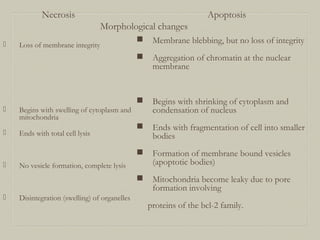 Necrosis Apoptosis
Morphological changes
 Loss of membrane integrity
 Begins with swelling of cytoplasm and
mitochondria
 Ends with total cell lysis
 No vesicle formation, complete lysis
 Disintegration (swelling) of organelles
 Membrane blebbing, but no loss of integrity
 Aggregation of chromatin at the nuclear
membrane
 Begins with shrinking of cytoplasm and
condensation of nucleus
 Ends with fragmentation of cell into smaller
bodies
 Formation of membrane bound vesicles
(apoptotic bodies)
 Mitochondria become leaky due to pore
formation involving
proteins of the bcl-2 family.
 