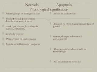 Necrosis Apoptosis
Physiological significance
 Affects groups of contiguous cells
 Evoked by non-physiological
disturbances (complement
 attack, lytic viruses, hypothermia,
hypoxia, ischemica,
 metabolic poisons)
 Phagocytosis by macrophages
 Significant inflammatory response
 Affects individual cells
 Induced by physiological stimuli (lack of
growth
 factors, changes in hormonal
environment)
 Phagocytosis by adjacent cells or
macrophages
 No inflammatory response
 