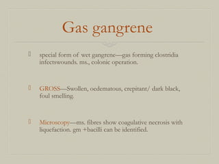 Gas gangrene
 special form of wet gangrene—gas forming clostridia
infectswounds. ms., colonic operation.
 GROSS—Swollen, oedematous, crepitant/ dark black,
foul smelling.
 Microscopy—ms. fibres show coagulative necrosis with
liquefaction. gm +bacilli can be identified.
 