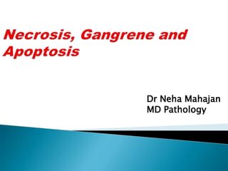 Dr Neha Mahajan
MD Pathology
 