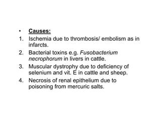 • Causes:
1. Ischemia due to thrombosis/ embolism as in
infarcts.
2. Bacterial toxins e.g. Fusobacterium
necrophorum in livers in cattle.
3. Muscular dystrophy due to deficiency of
selenium and vit. E in cattle and sheep.
4. Necrosis of renal epithelium due to
poisoning from mercuric salts.
 