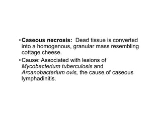 •Caseous necrosis: Dead tissue is converted
into a homogenous, granular mass resembling
cottage cheese.
•Cause: Associated with lesions of
•Cause: Associated with lesions of
Mycobacterium tuberculosis and
Arcanobacterium ovis, the cause of caseous
lymphadinitis.
 